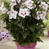Hibiscus "Starburst Chiffon, Althéa" Pot 10L
