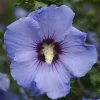Hibiscus "Sup'Blue Althéa" Pot 4.5L SILENCE ÇA POUSSE