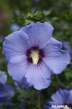 Hibiscus "Sup'Blue Althéa" Pot 4.5L SILENCE ÇA POUSSE