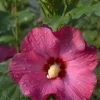 Hibiscus "Sup'Bridge, Althéa" Pot 4.5L SILENCE ÇA POUSSE