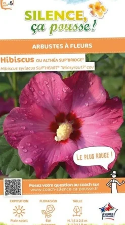 Hibiscus "Sup'Bridge, Althéa" Pot 4.5L SILENCE ÇA POUSSE