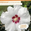 Hibiscus "Sup'Heart" Pot 10L SILENCE ÇA POUSSE