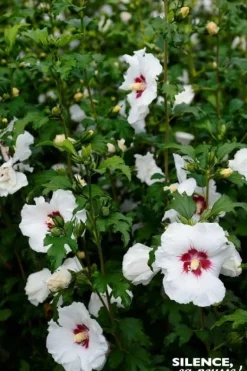 Hibiscus "Sup'Heart" Pot 10L SILENCE ÇA POUSSE