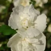 Hibiscus "White Chiffon" 4.5L SILENCE ÇA POUSSE