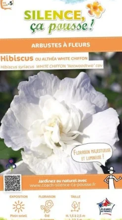 Hibiscus "White Chiffon" 4.5L SILENCE ÇA POUSSE