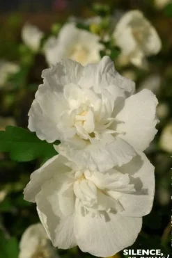 Hibiscus "White Chiffon" 10L SILENCE ÇA POUSSE