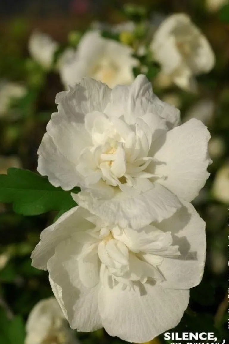 Hibiscus "White Chiffon" 10L SILENCE ÇA POUSSE