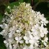 Hortensia paniculé Phantom Pot 10L