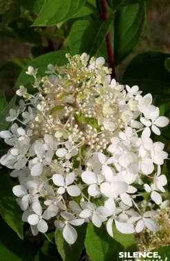 Hortensia paniculé Phantom Pot 10L