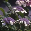 Hortensia arbustif de Sargent Pot 4.5L