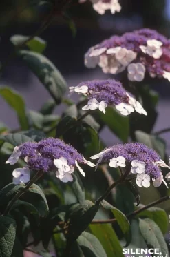 Hortensia arbustif de Sargent Pot 4.5L