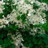 Hortensia grimpant "Petiolaris" Pot 3L