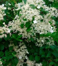 Hortensia grimpant "Petiolaris" Pot 3L
