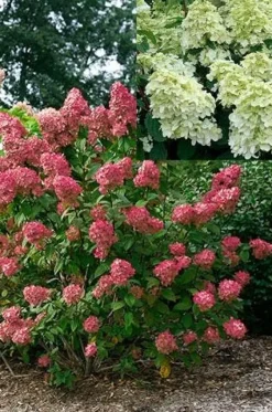 Hortensia paniculé FIRE LIGHT Pot 10L