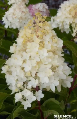Hortensia "Paniculé Silver Dollar"Pot 10L SILENCE ÇA POUSSE