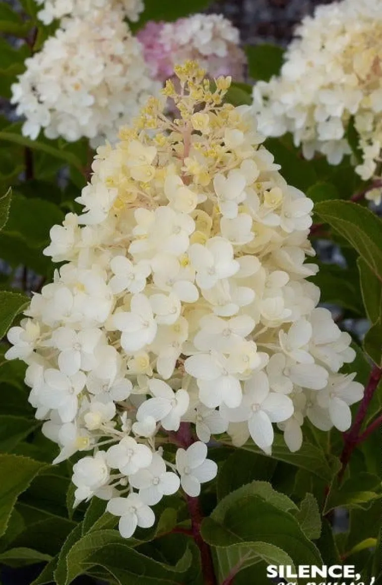 Hortensia "Paniculé Silver Dollar"Pot 10L SILENCE ÇA POUSSE