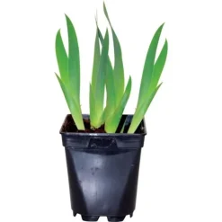 Iris "Pinnacle" Pot 1L