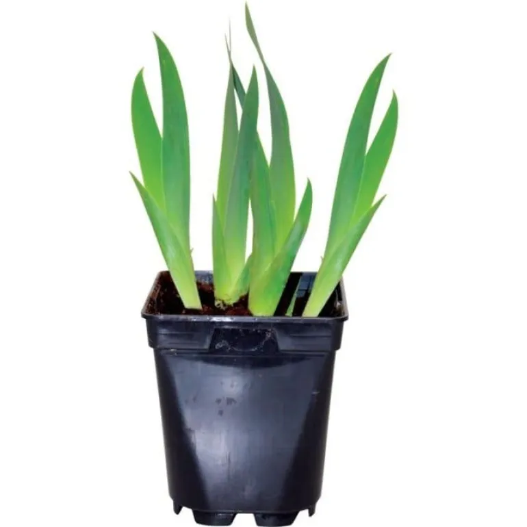 Iris "Pinnacle" Pot 1L
