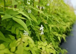Jasmin Blanc Officinalis "Aureum" Pot 3L