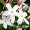 Jasmin Polyanthum en espalier - Le pot Ø 20 cm