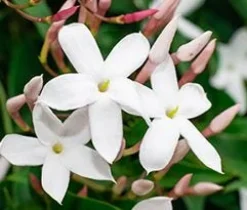 Jasmin Polyanthum en espalier - Le pot Ø 20 cm