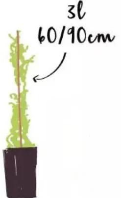 Jasmin "Primulum" Pot 3L