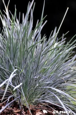 Koélérie "Bleue" Pot 2L SILENCE ÇA POUSSE
