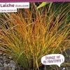 Laîche écailleuse Pot 2L SILENCE ÇA POUSSE
