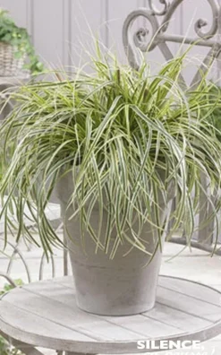 Laîche SILVER FALLS Pot 2L