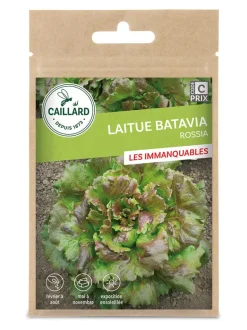 Laitue Batavia Rossia 4g CAILLARD