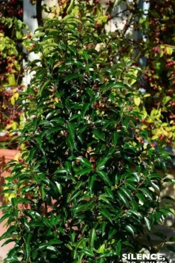 Laurier du Portugal à feuilles de Myrte Pot 7L 80/100cm