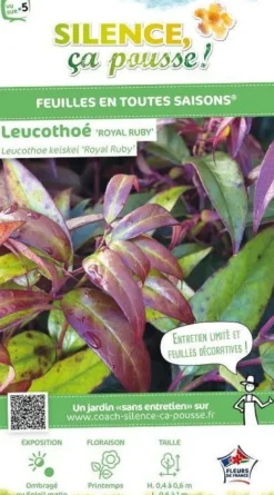Leucothoé "Royal Ruby" Pot 4.5L SILENCE ÇA POUSSE