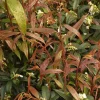 Leucothoe BUNRNING LOVE Pot 4.5L