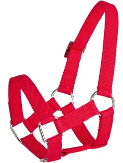 Licol brebis avec mentonnière rouge