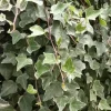 Lierre commun "Glacier" Pot 3L