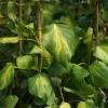 Lierre commun "Sulphur Heart" Pot 3L