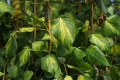 Lierre commun "Sulphur Heart" Pot 3L
