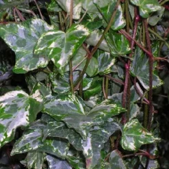 Lierre commun "Tricolor" Pot 3L