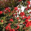 Lilas des indes FIRST EDITIONS RUFFLED RED MAGIC Pot de 10L