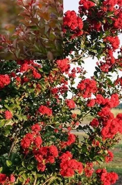 Lilas des indes FIRST EDITIONS RUFFLED RED MAGIC Pot de 10L