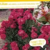 Lilas des indes "Enduring Red, Lilas d'été" Pot 10L