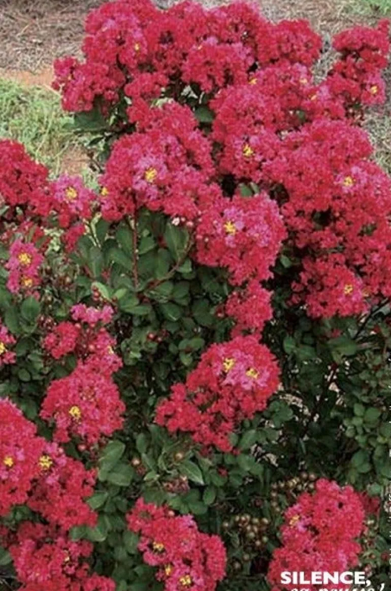 Lilas des indes "Enduring Red, Lilas d'été" Pot 10L