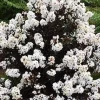 Lilas des indes LUNAR MAGIC Pot 4.5L