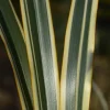 Lin de Nouvelle-Zélande Golden Ray Pot 4.5L