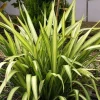 Lin de Nouvelle-Zélande Yellow Wave Pot 4.5L