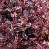 Lophomyrtus "Magic Dragon" Pot 5L SILENCE ÇA POUSSE