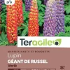 Lupin Géant de Russel Varié 3g TERAGILE