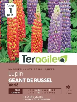 Lupin Géant de Russel Varié 3g TERAGILE