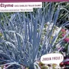 Élyme des sables "Blue Dune" Pot 4.5L SILENCE ÇA POUSSE