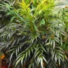 Mahonia Eurybracteata "Sweet Winter" Pot 4L